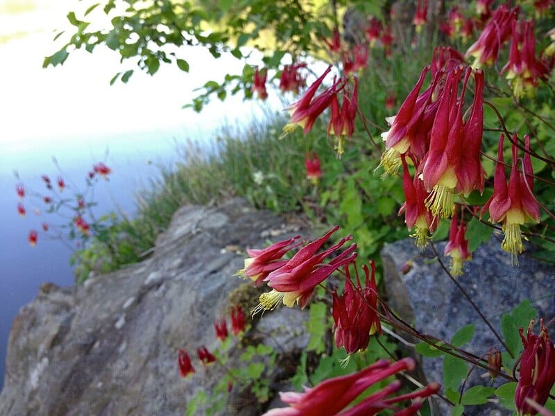 Aquilegia canadensis
