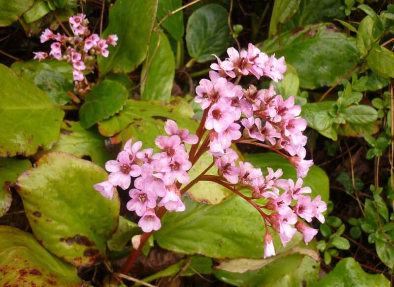 19. Bergenia