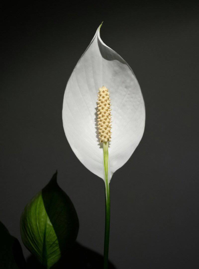 1. Peace Lily