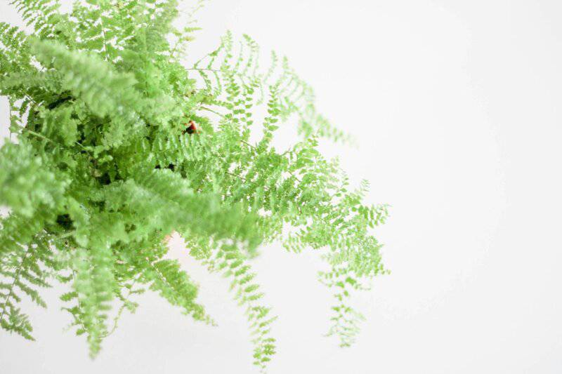 2. Boston Fern