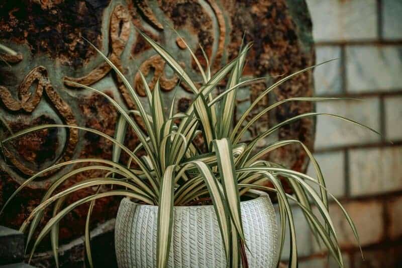 5. Spider Plant