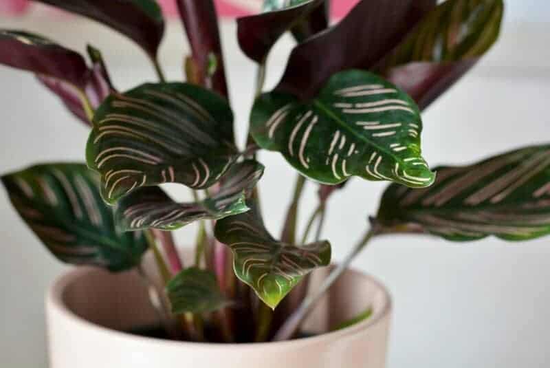 13. Calathea