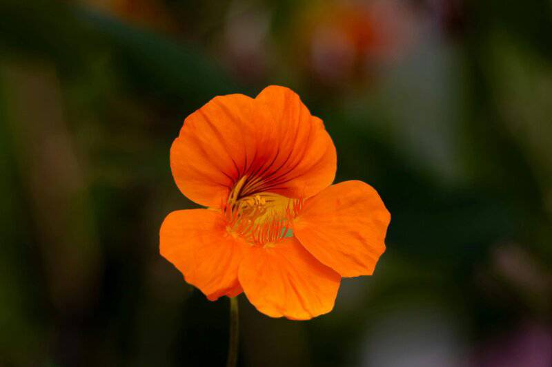1. Nasturtium