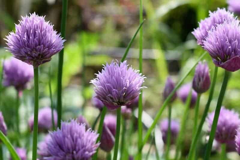 6. Chive Blossoms