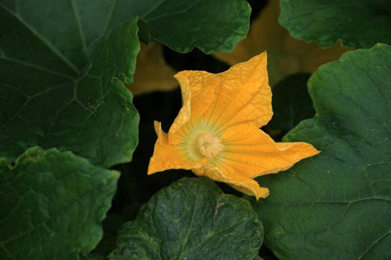 12. Squash Blossom