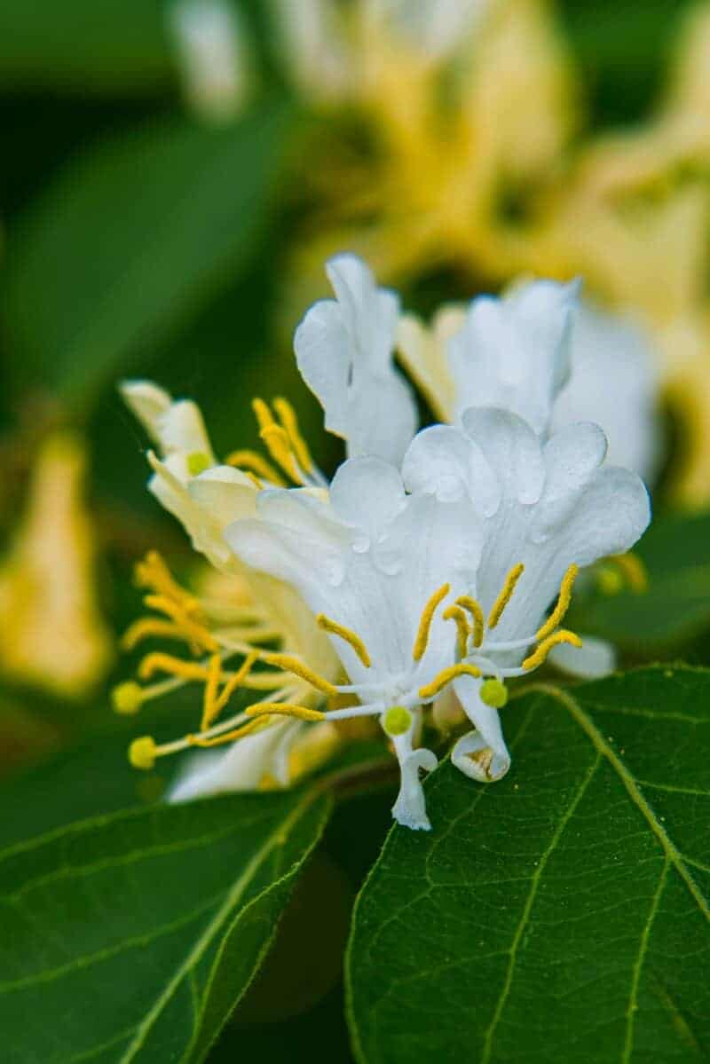 16. Honeysuckle (Lonicera japonica)