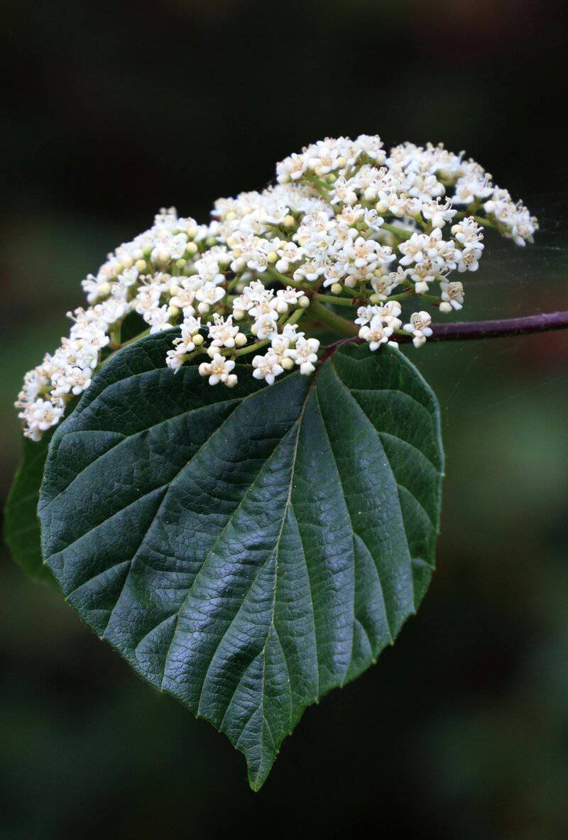 20. Elderflower