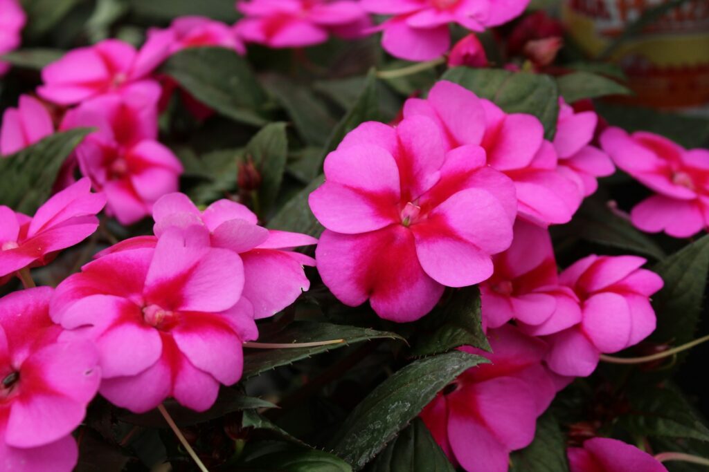 a group of pink flowers