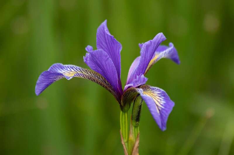 Blue flag iris