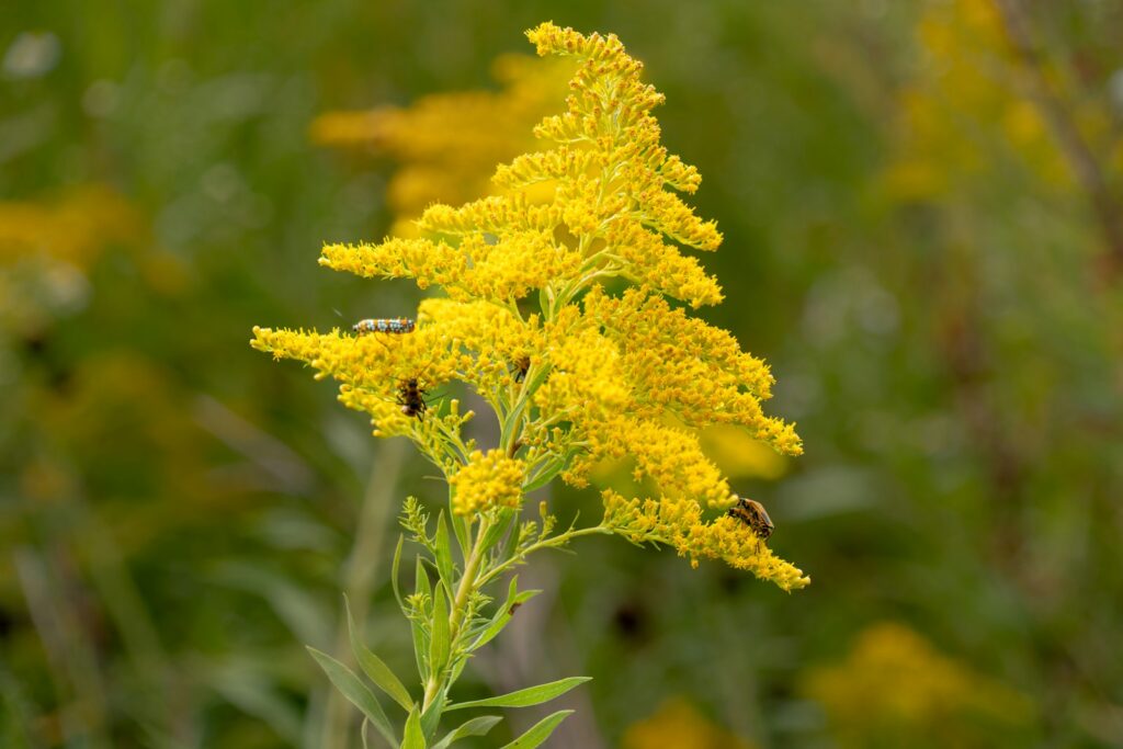 A close up of a yellow flower in a field