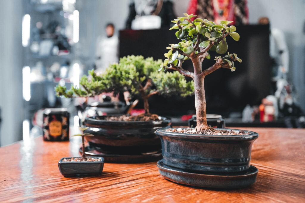 Bonsai and indoor plants