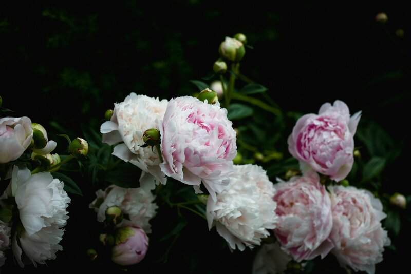 Low-Maintenance Perennial Plants Perfect for Every Climate