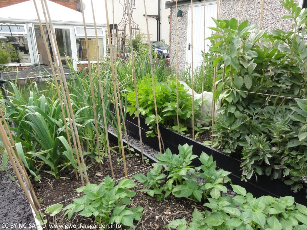 Dsc07610cr2 crop rotations