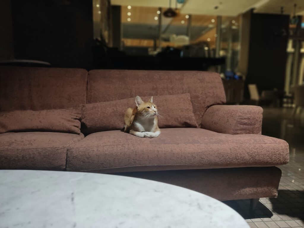a cat sitting on a couch in a living room