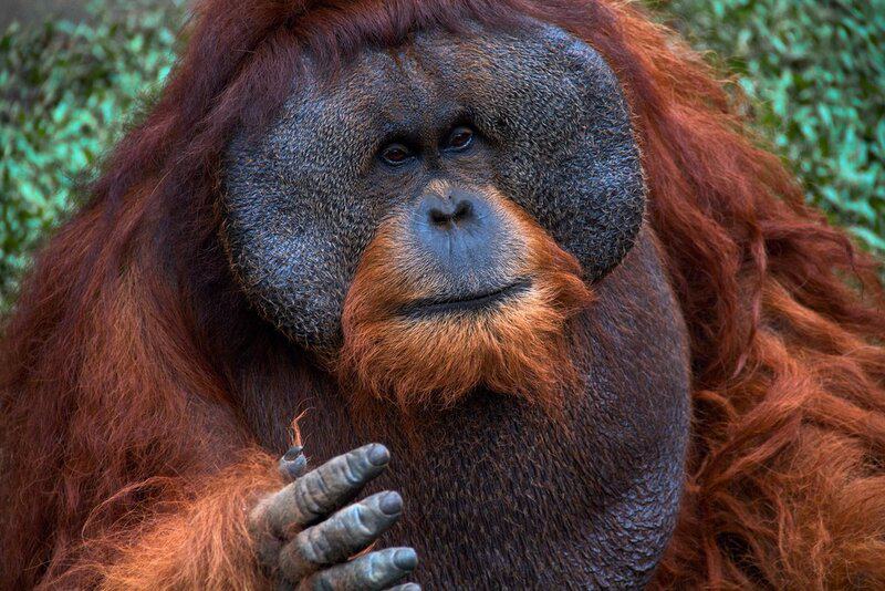 Figure 1 male sumatra orangutan
