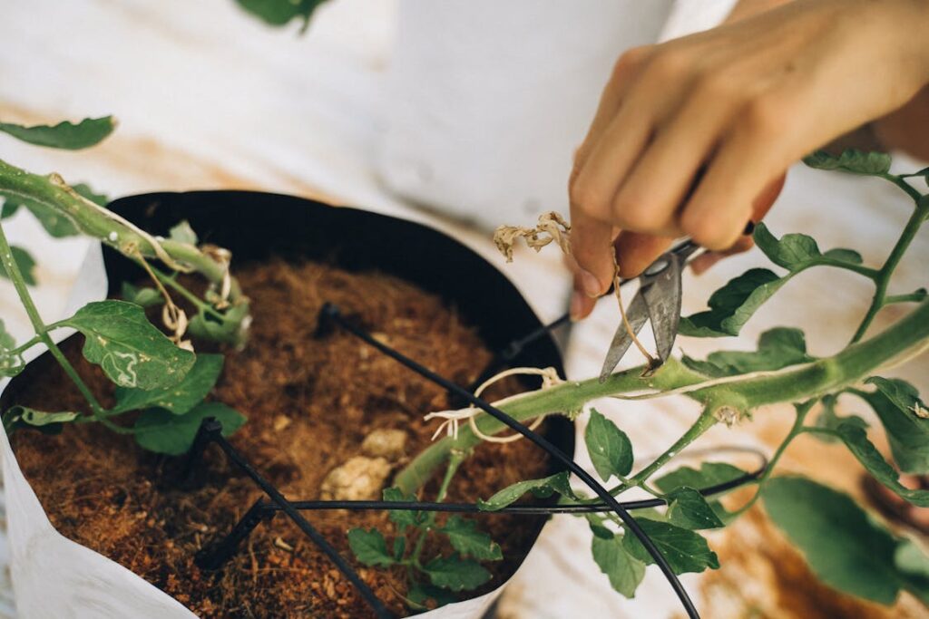 Fresh stem cuttings carefully placed in soil