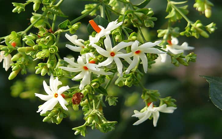 Harsinger bloom jasmine queen of the night flower whose leaves and seeds are very beneficial to health smelling flowers from india 1920&times;1200 wallpaper preview