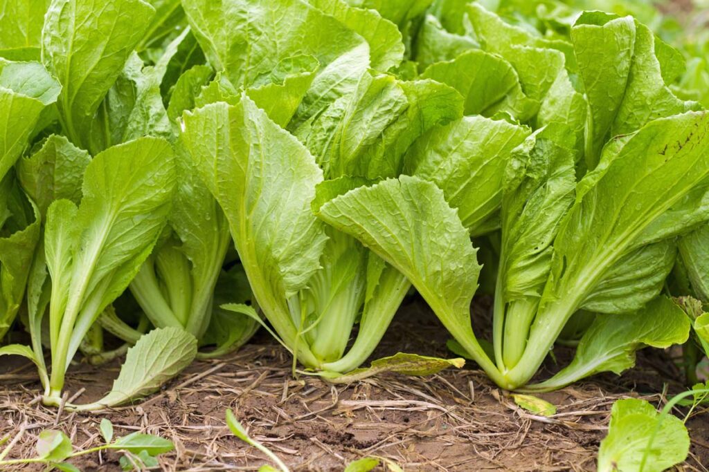 Health benefits of mustard greens featured