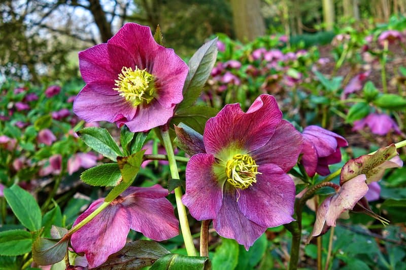 Hellebore 3301669 960 720