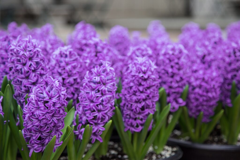 Hyacinth flowers 1468398465xdy
