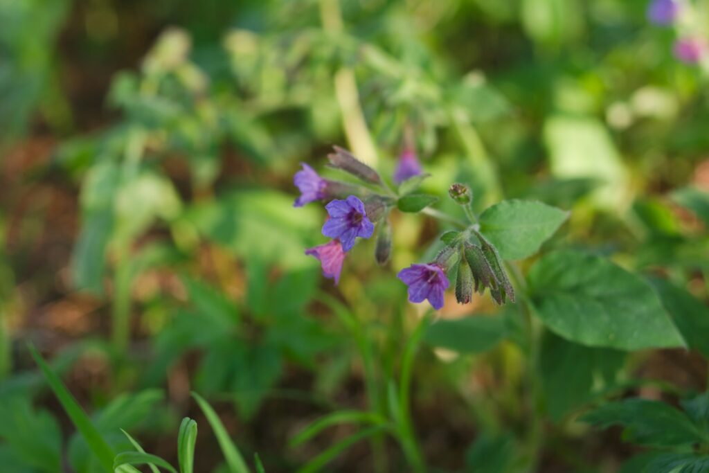 Purple flowers bloom in the green foliage.