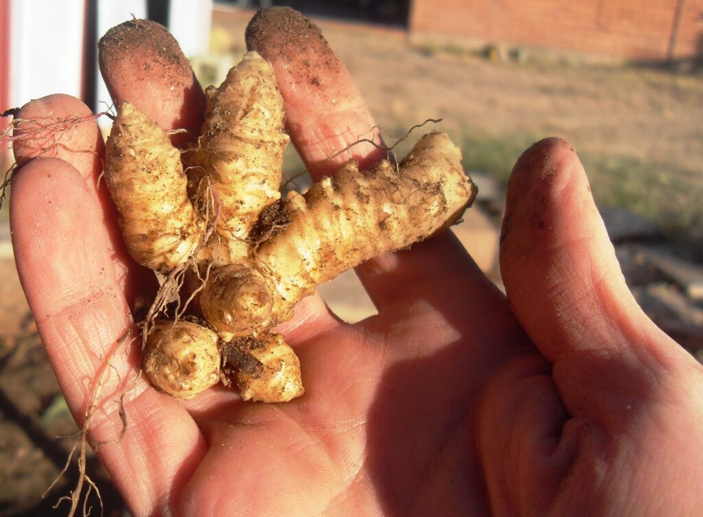 Jerusalem artichoke sunchoke tuber