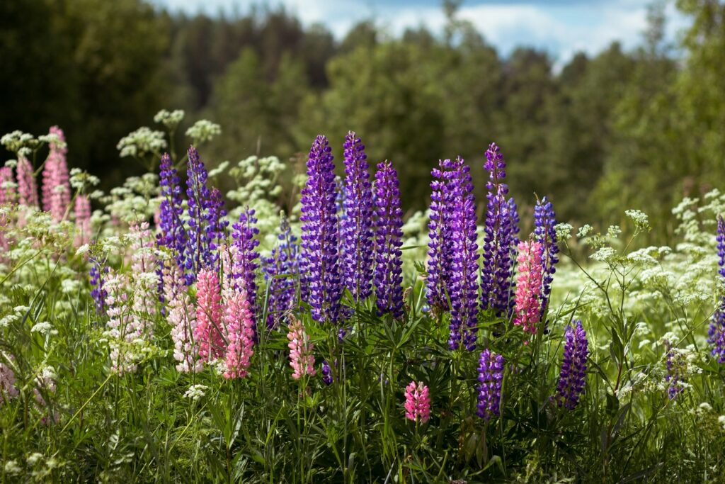 purple flowers on green grass field during daytime