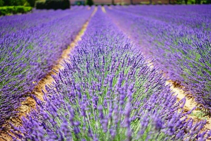 10. Lavender