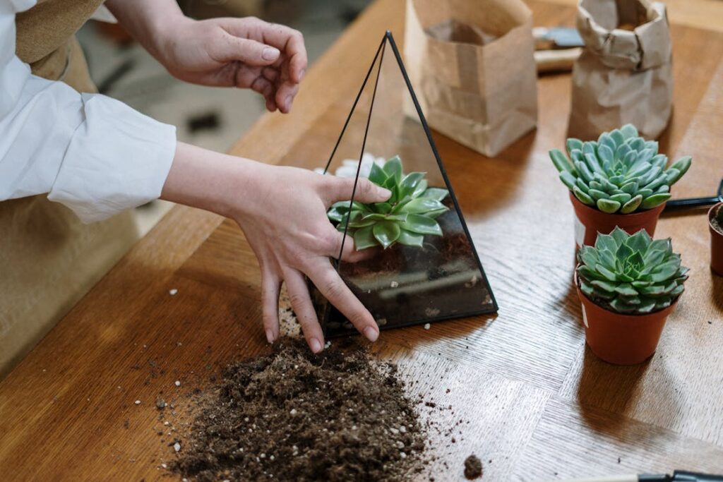 Leaf propagation for succulents