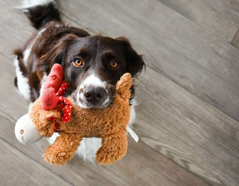 If your dog can talk, he’ll beg you to buy him these