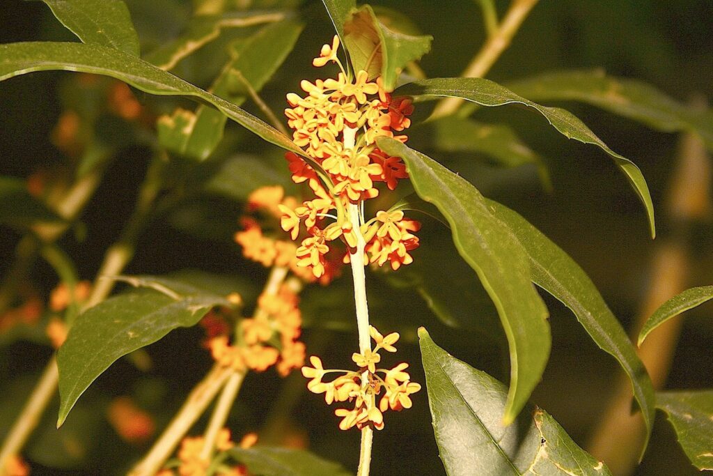 Osmanthus fragrans aurantiacus copia