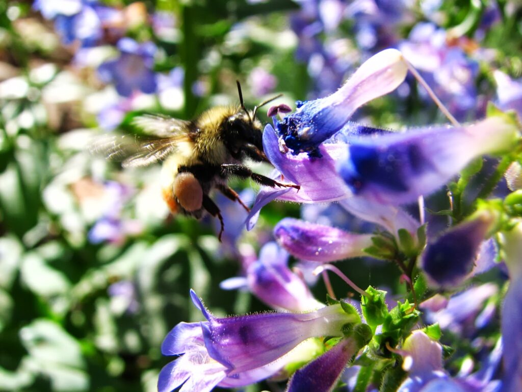 Penstemon wilcoxii bee