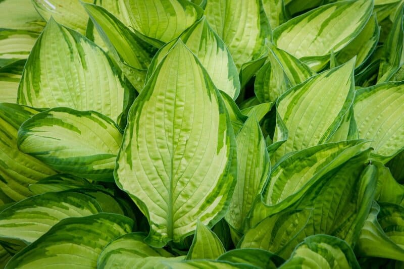3. Hostas