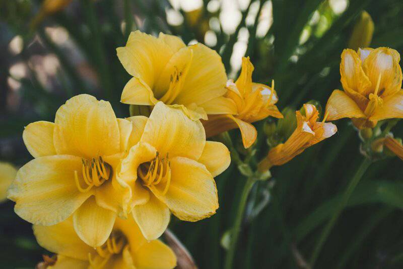 1. Daylily (Hemerocallis)