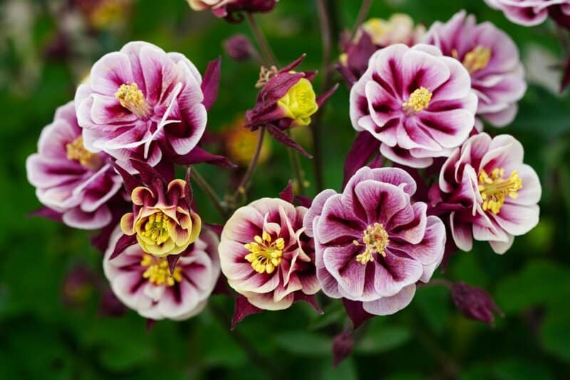 13. Columbine (Aquilegia)