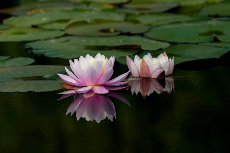 19. Edible Flowers from Water Plants