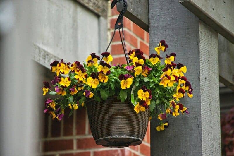 3. Pansy