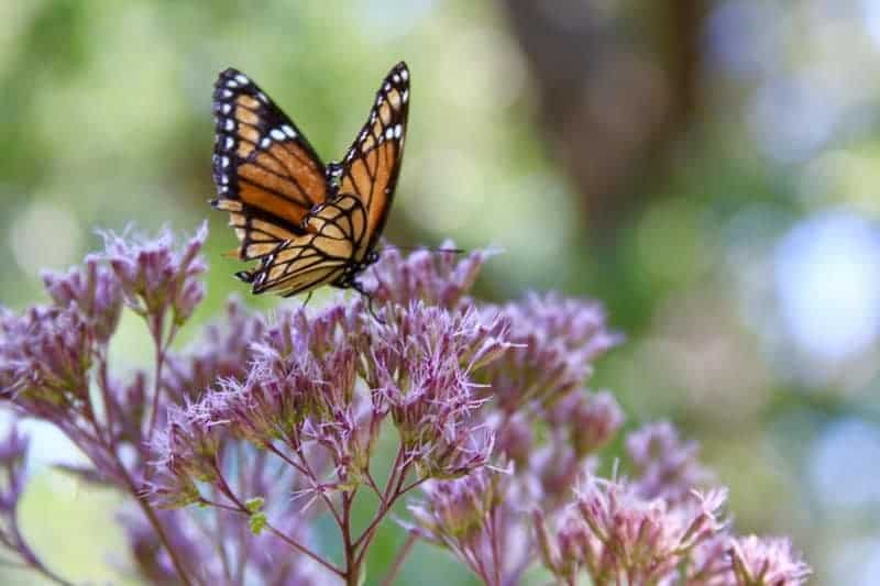 7. Joe-Pye Weed (Eutrochium purpureum)
