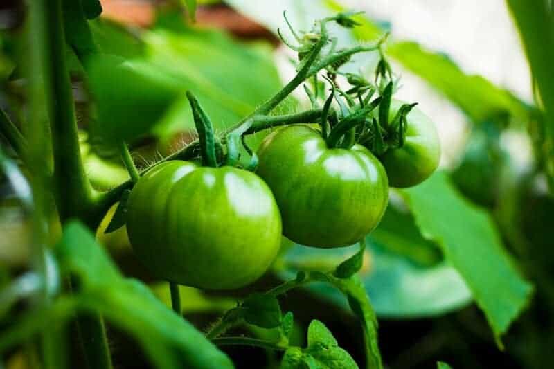 8. Vegetable Gardening