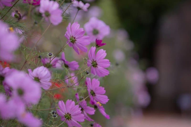 11. Cosmos