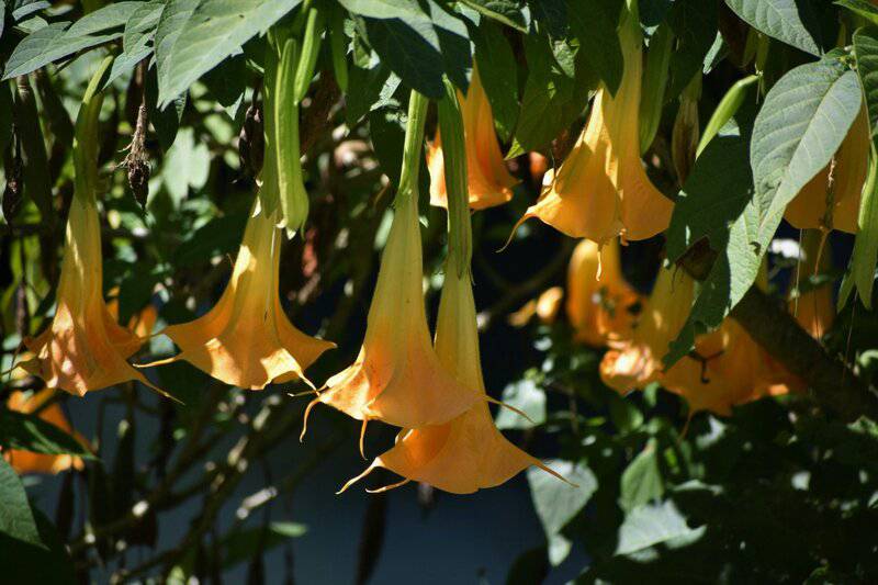 25. Angel's Trumpet (Brugmansia)