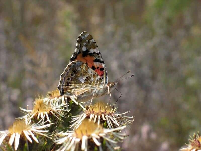 7. Pollinator-Friendly Spaces