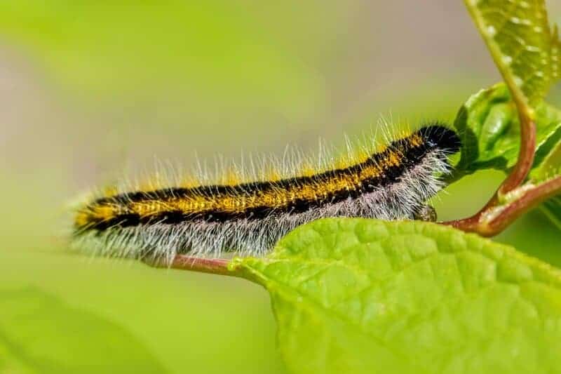 11. Butterfly and Bug Habitat