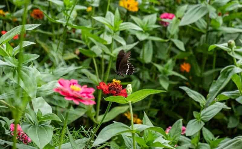 10. Zinnia (Zinnia elegans)