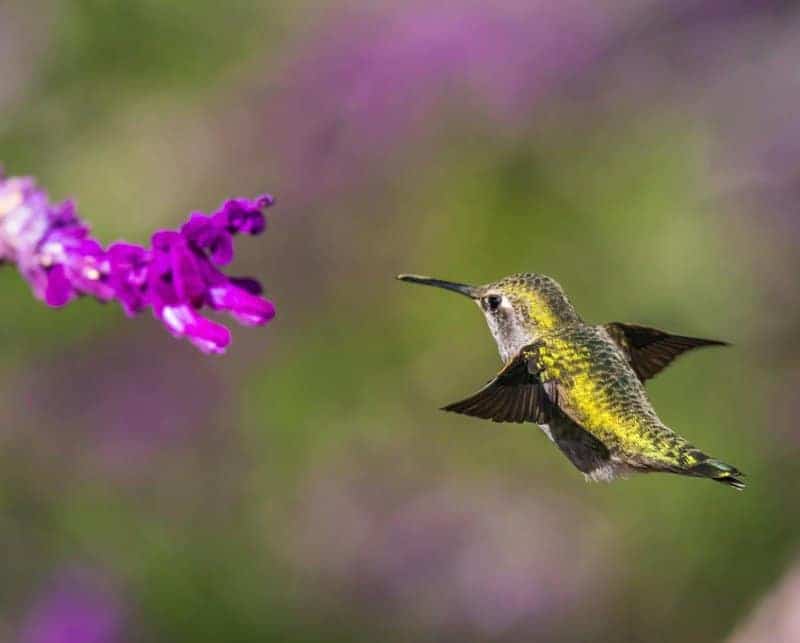 The Fastest-Growing Flowers That Attract Colorful Hummingbirds