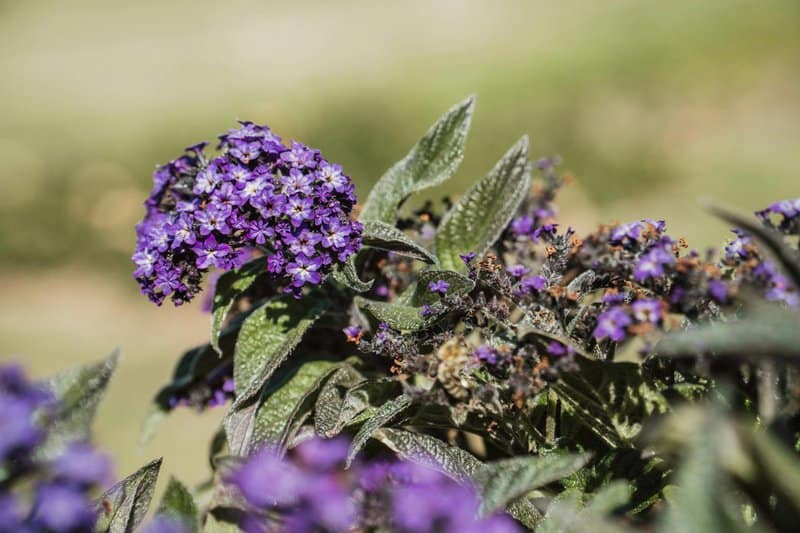 16. Heliotrope