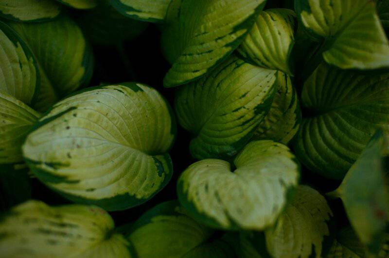 1. Hostas