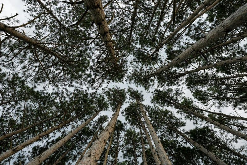 15. Practice Forest Bathing Rituals