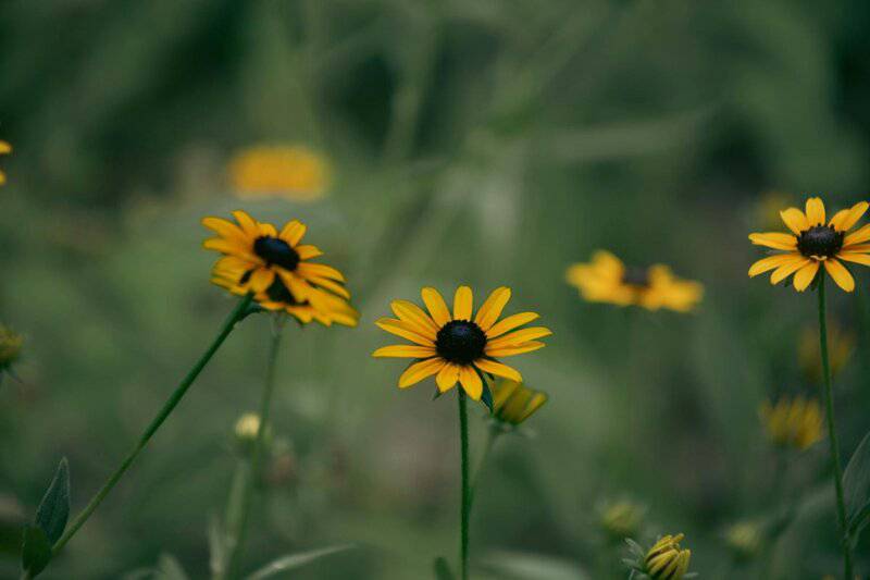 5. Black-Eyed Susan (Rudbeckia hirta)