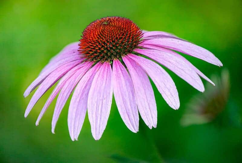 1. Purple Coneflower (Echinacea purpurea)